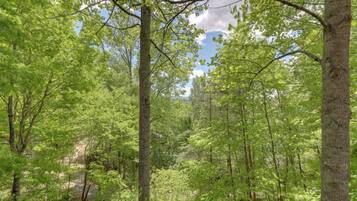 A forested area with tall trees and a clear sky.