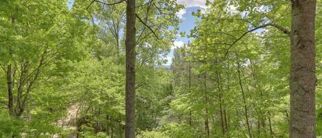 A forested area with tall trees and a clear sky.
