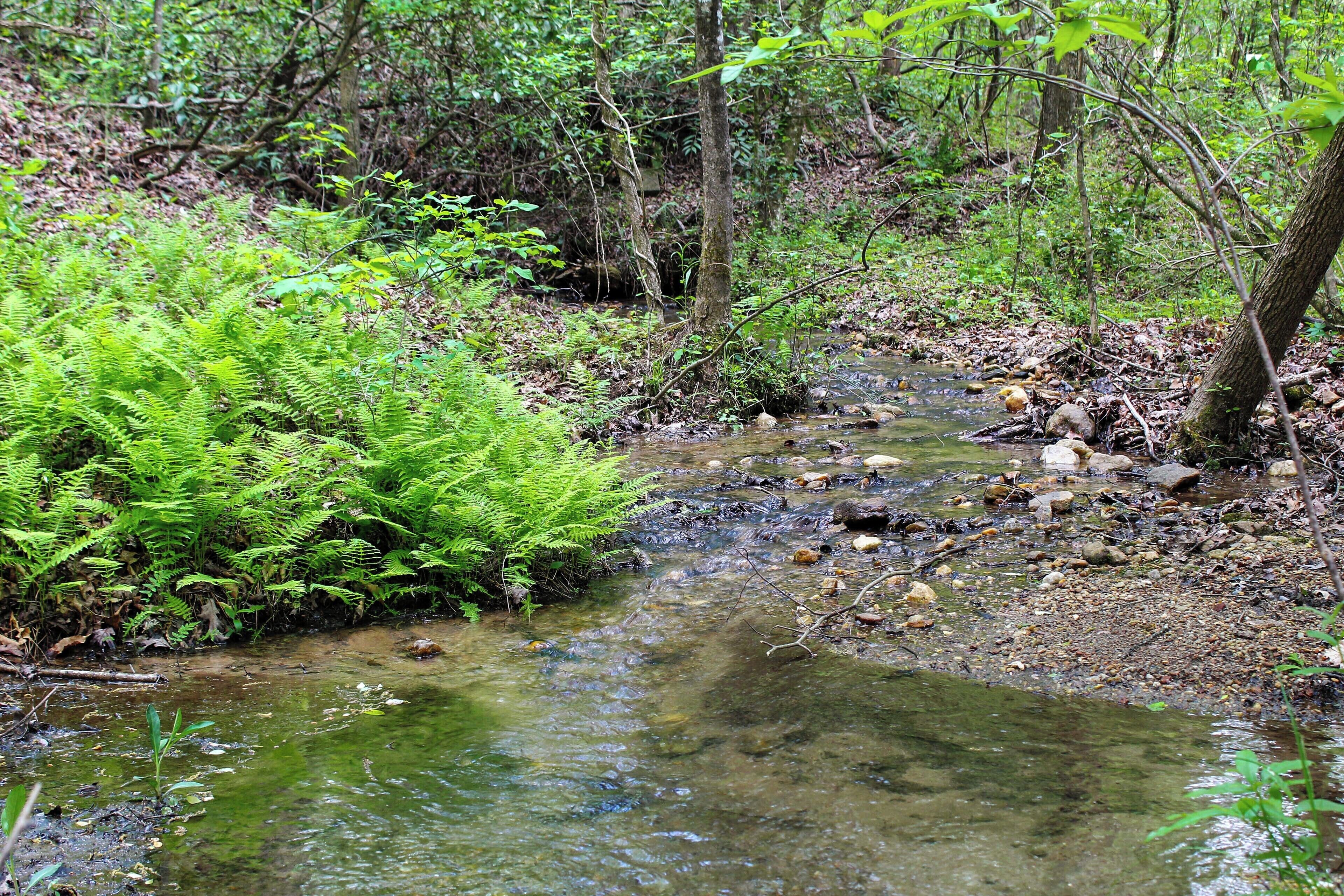 A natural stream surrounded by dense green foliage and trees.