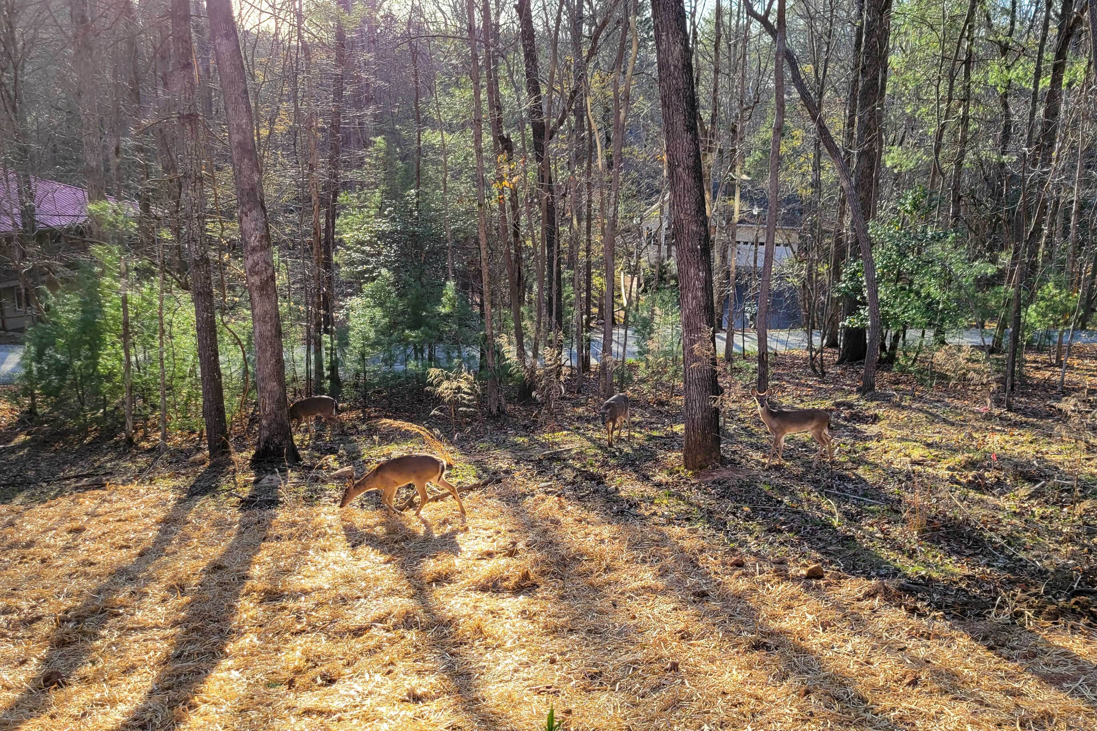 A forested area with deer grazing.