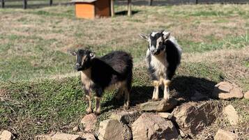 Cottage (2 Bedrooms) | Interior