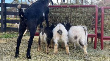 Cottage (2 Bedrooms) | Interior