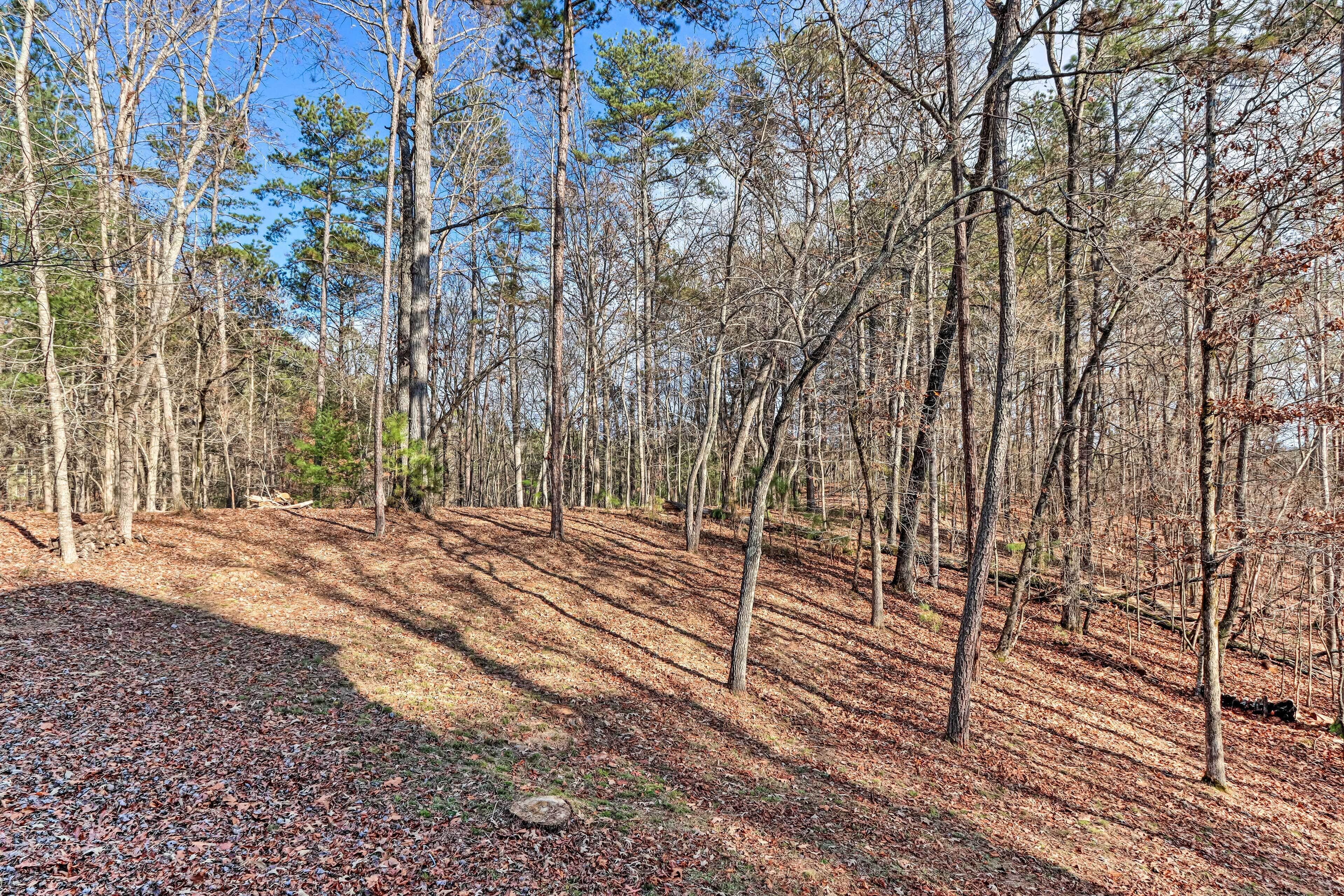 A forested area with a clear sky, trees, and a path covered with fallen leaves.