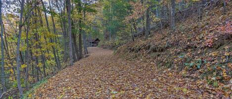 A forest path covered with fallen leaves leading to a cabin.