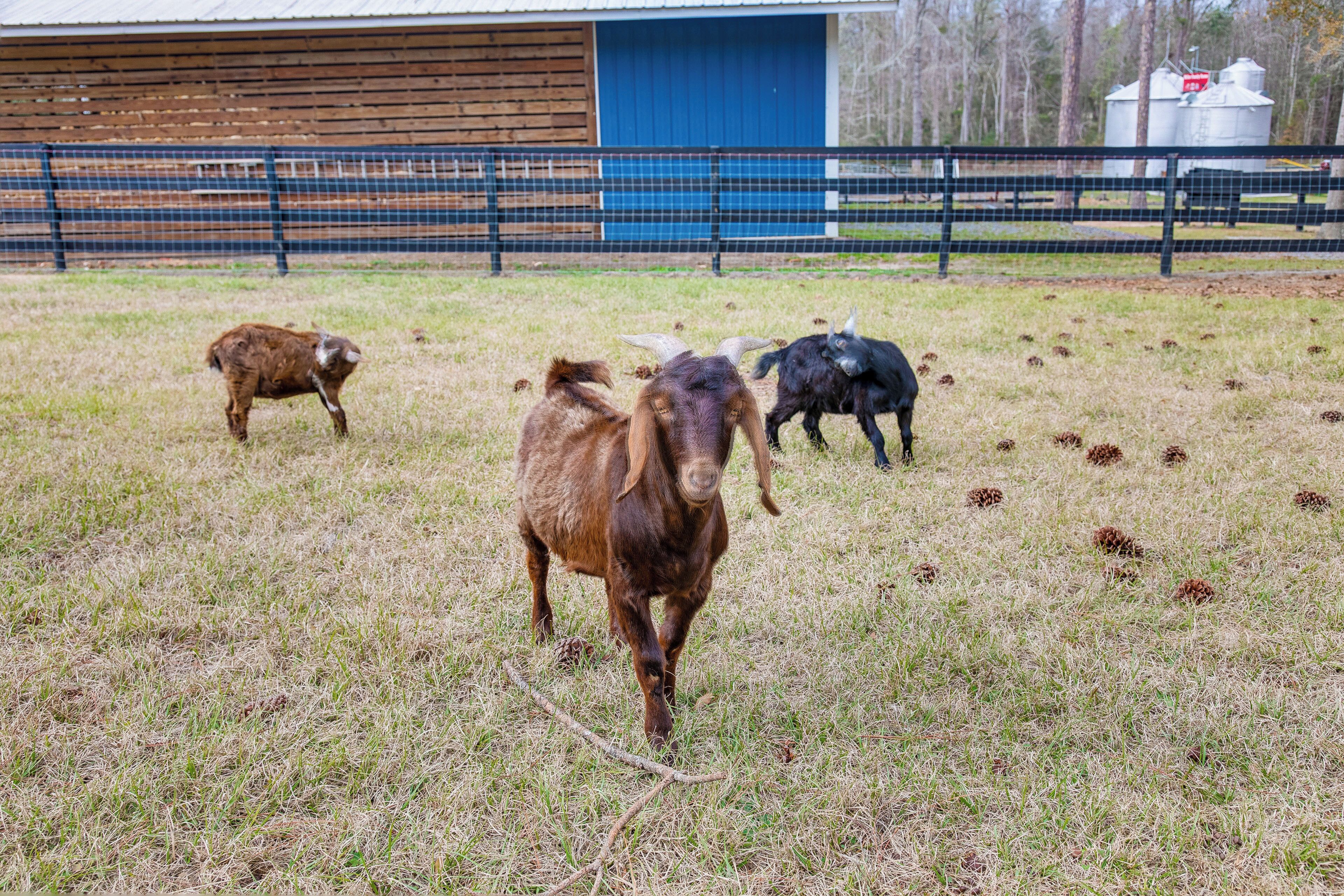 A fenced pasture with three goats.