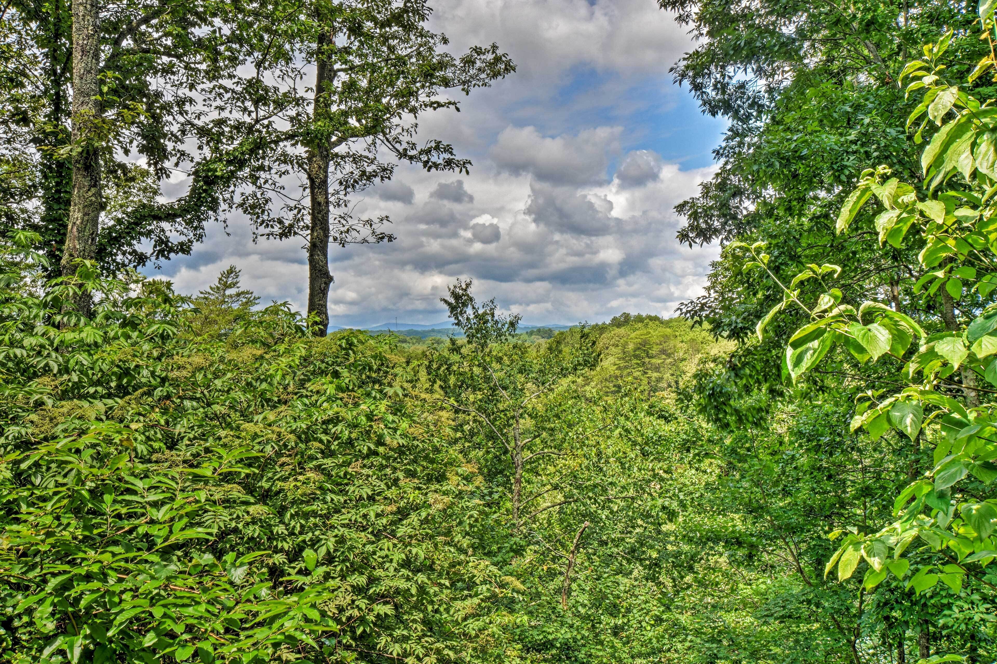 A dense forest with tall trees and a cloudy sky.