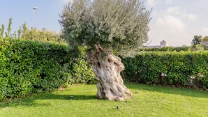 Ein Baum mit einem dicken Stamm und dichtem Blätterwerk in einer gepflegten Grünfläche.