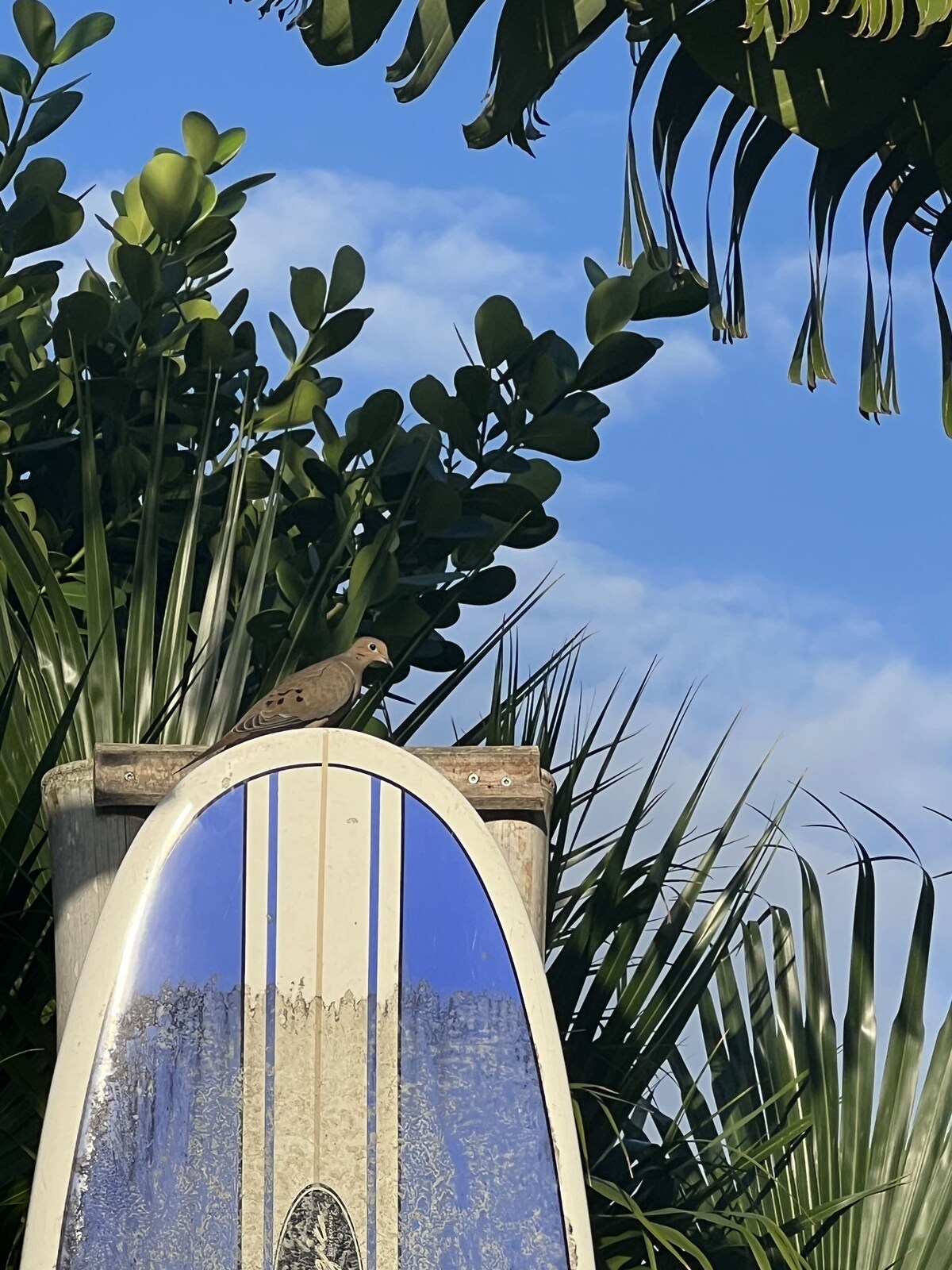 Host profile image