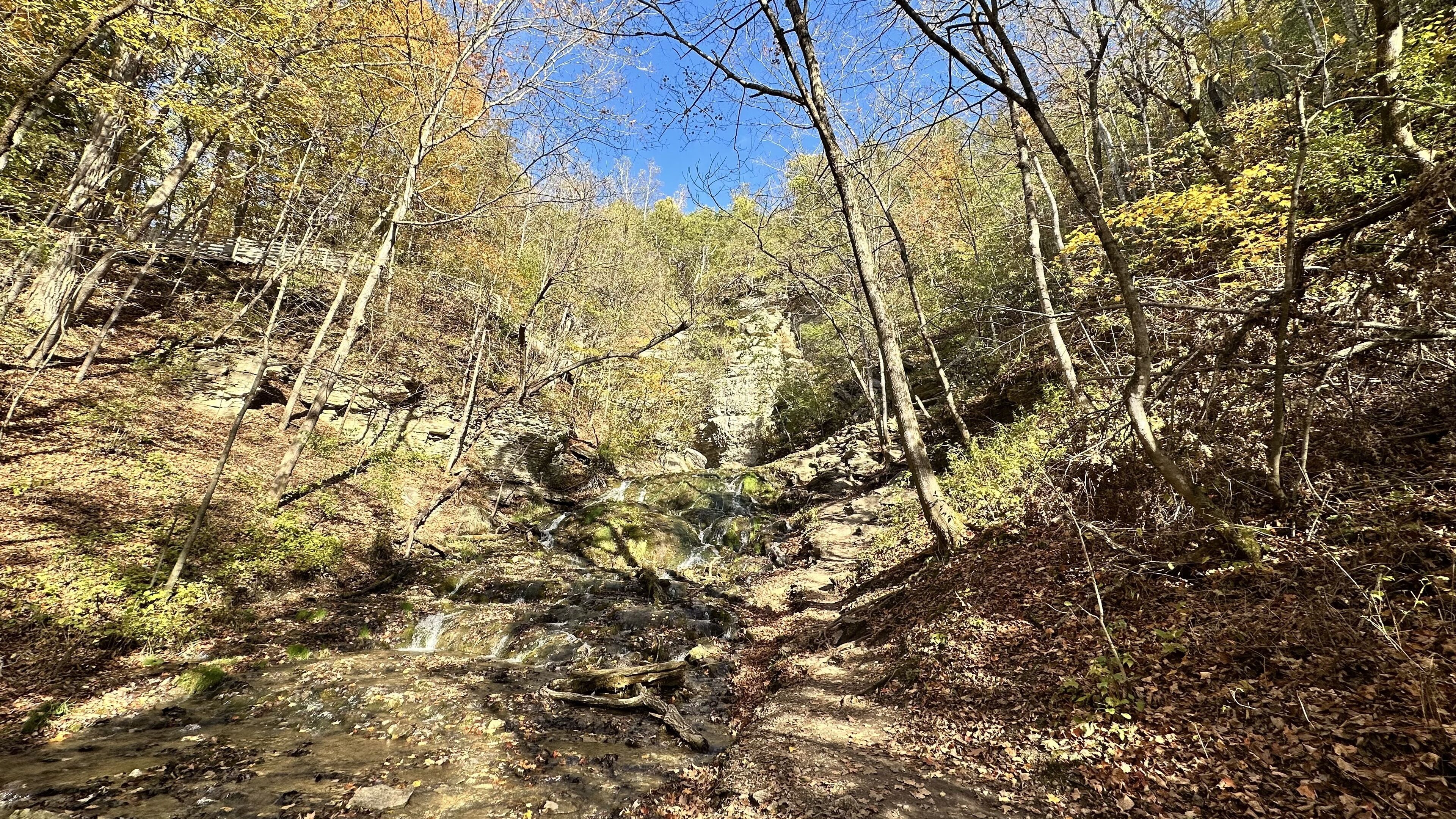 A forested area with a stream running through it.