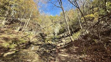 A forested area with a stream running through it.