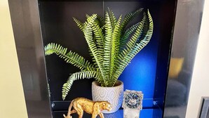 Une étagère noire ornée d’une fougère, d’une petite figurine d’animal, d’une assiette décorative et d’un cactus dans un pot blanc.