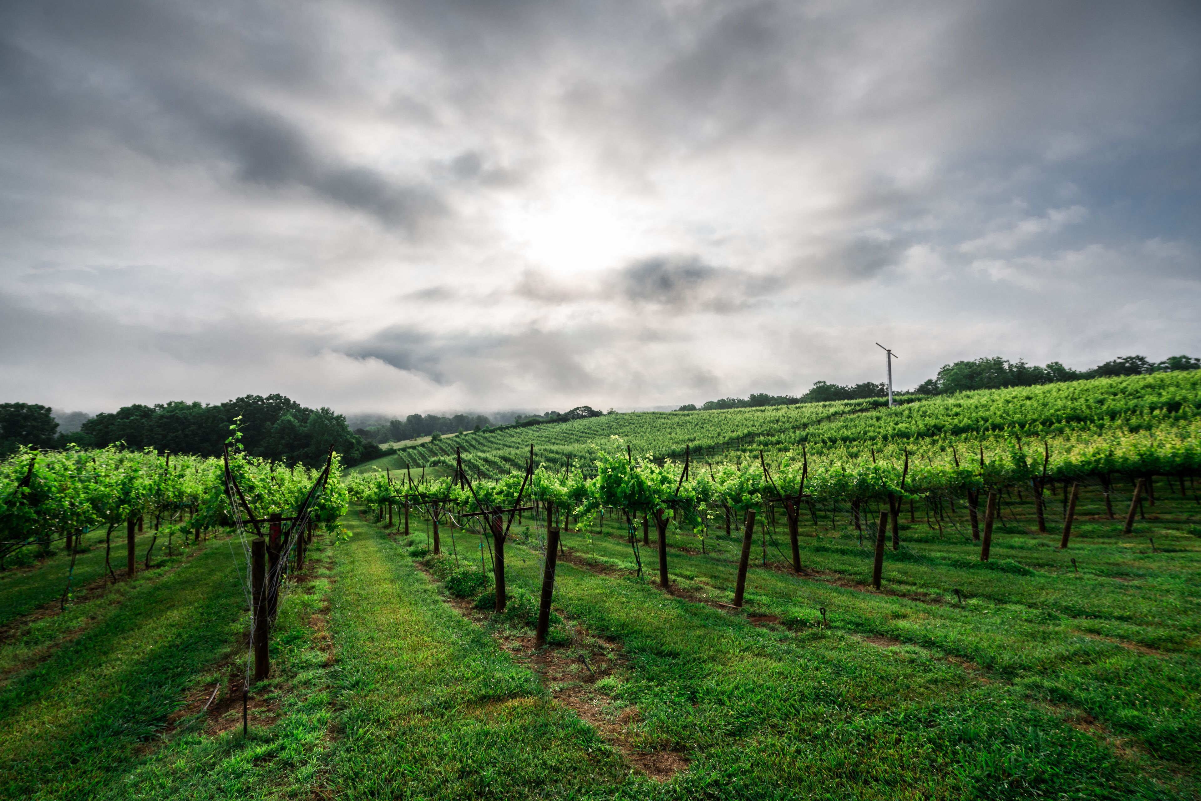 A vineyard with rows of grapevines under a cloudy sky.