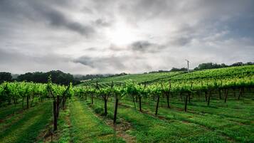 A vineyard with rows of grapevines under a cloudy sky.