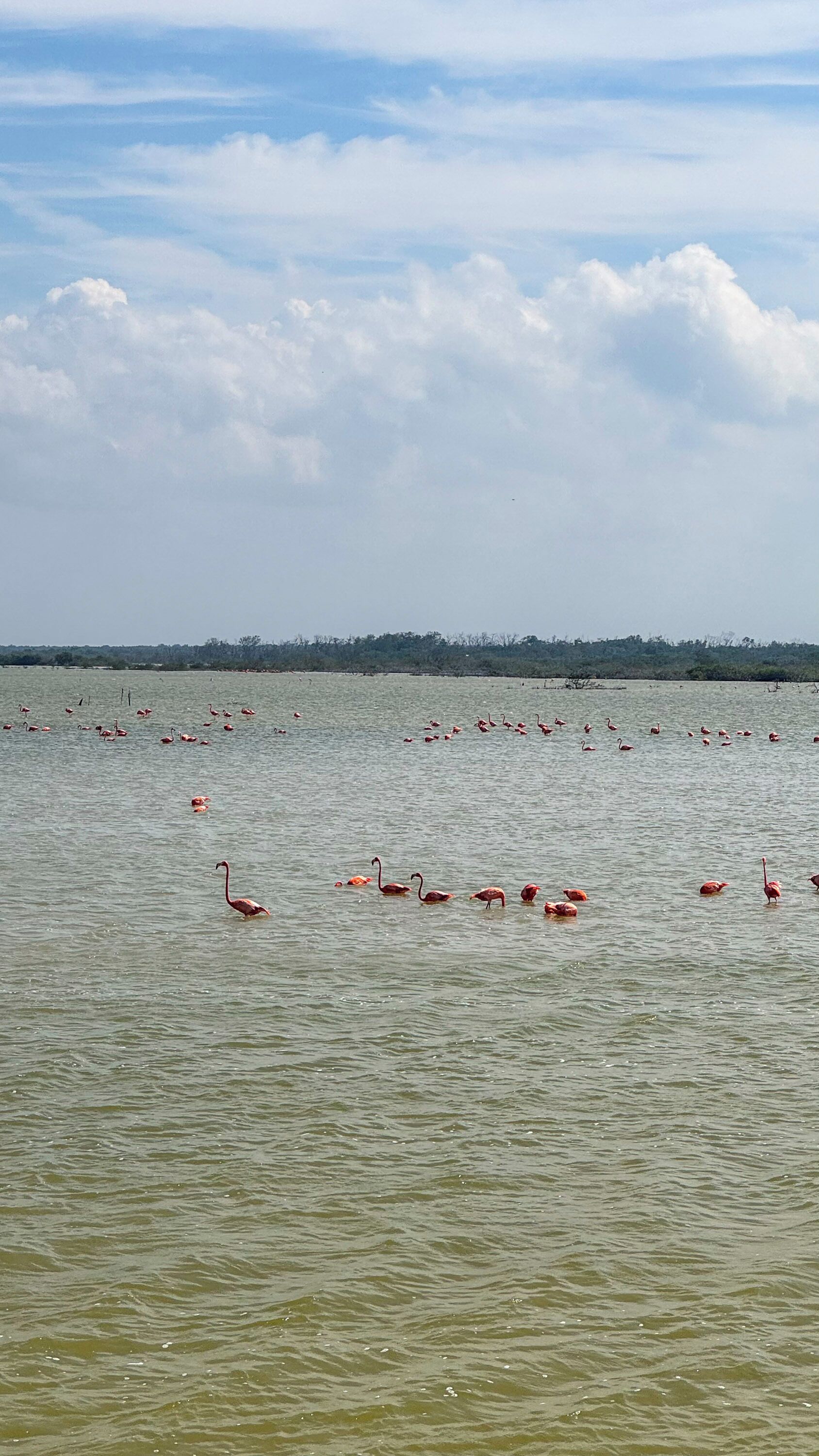 A large body of water with numerous flamingos scattered across the surface.