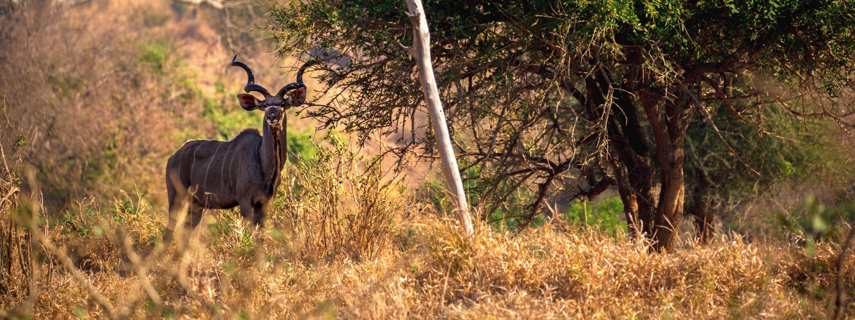 A kudu in a natural setting with dry grass and trees.