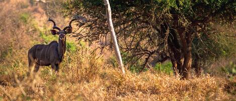 A kudu in a natural setting with dry grass and trees.