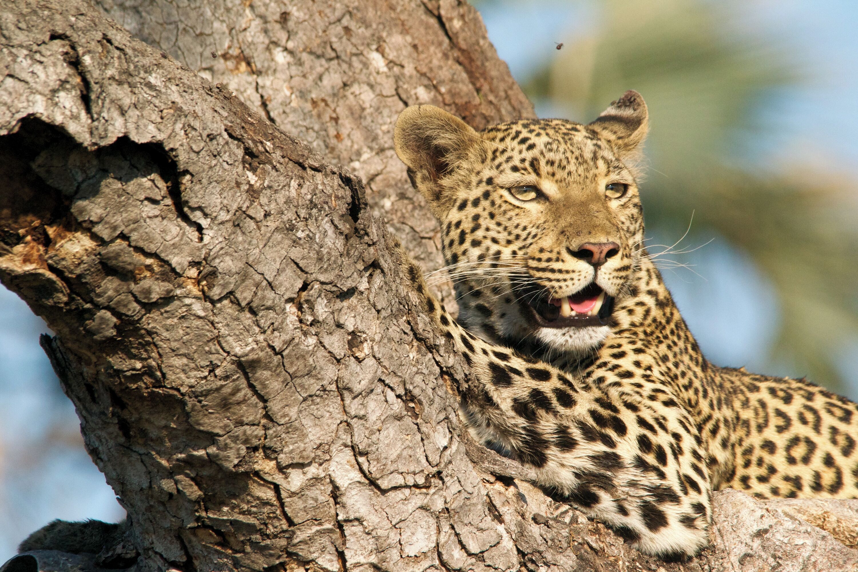 A leopard resting against a tree trunk.