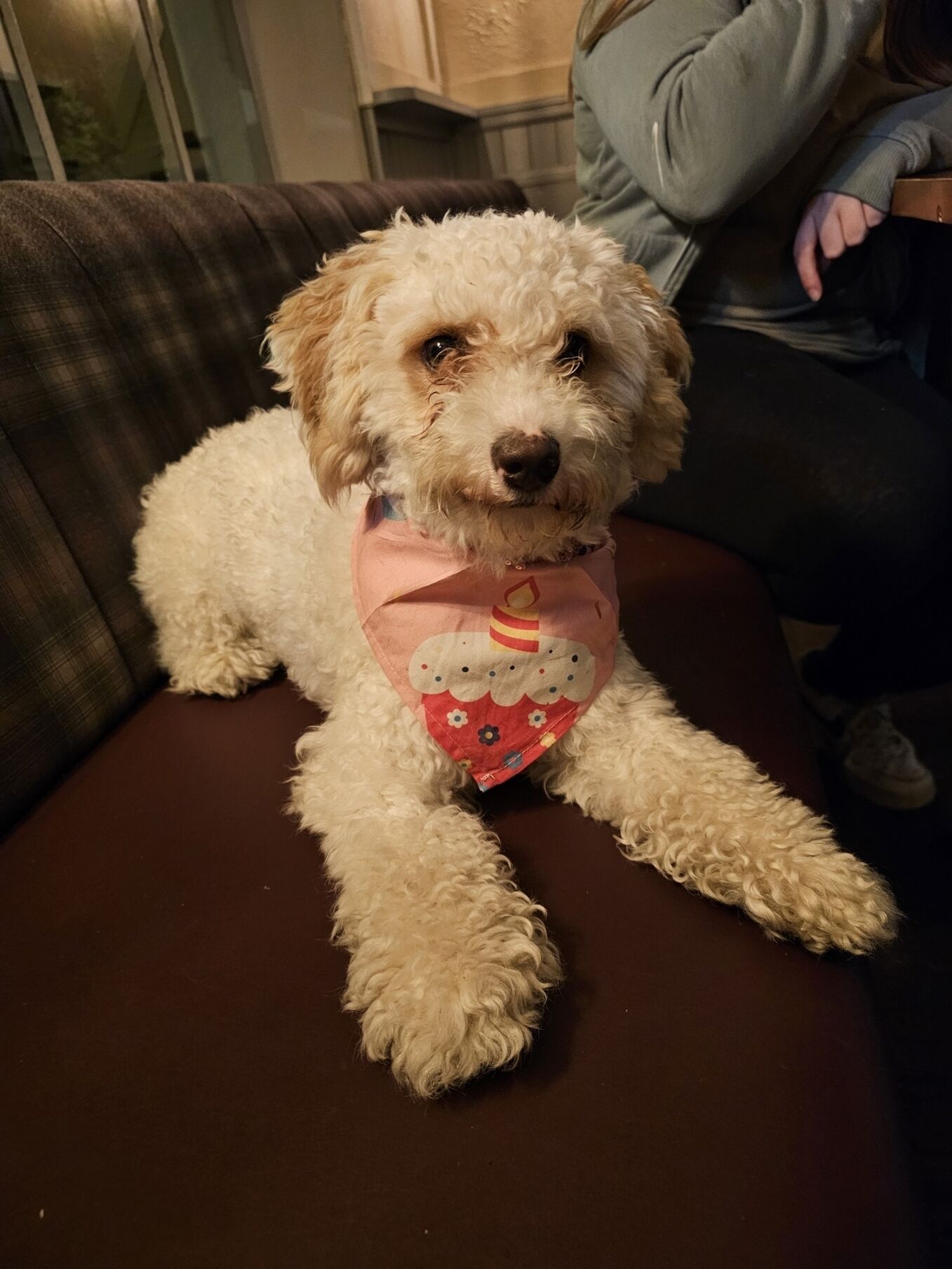 Un chien portant un bandana rose, assis sur un canapé marron.