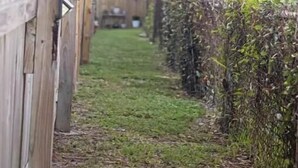Kapea puinen polku, jonka molemmin puolin on puiset aidat ja pensasaita.