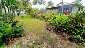 A tropical garden with palm trees, a variety of plants, and a building with large windows. - Natura Turtle Bungalow (Rarotonga)