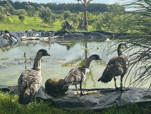 Jardines del alojamiento