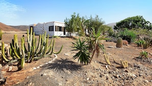 A desert landscape with a modern building featuring a patterned facade, surrounded by various cacti and desert plants.