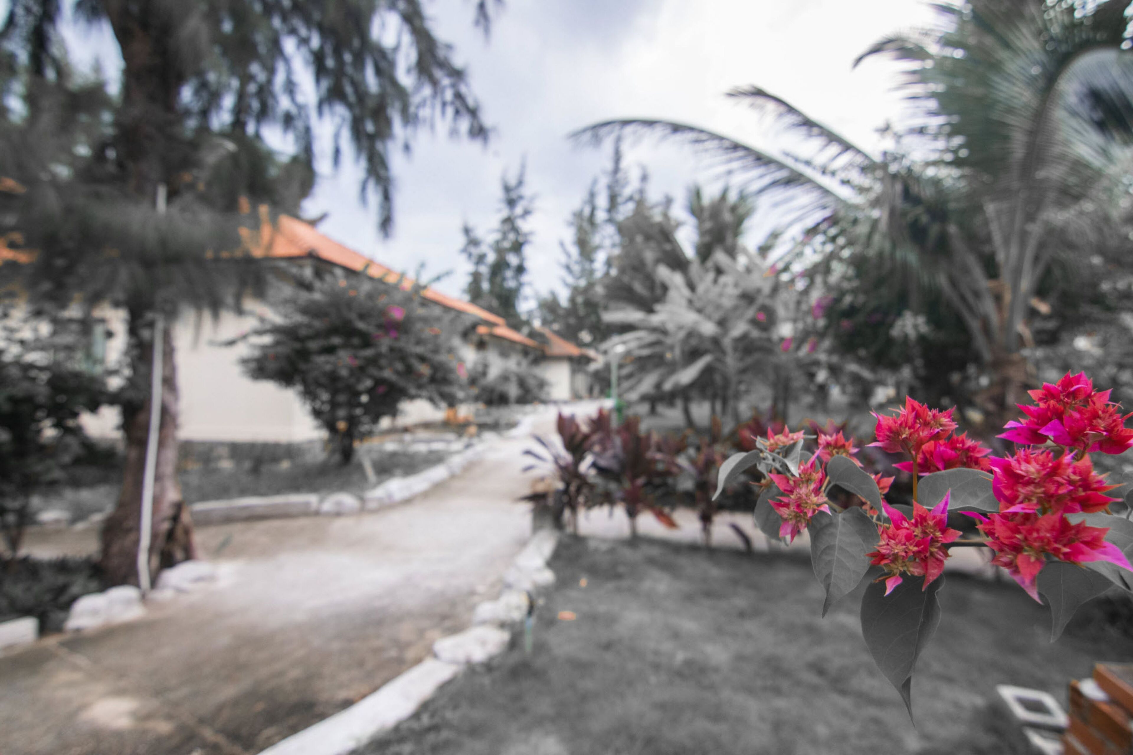 Un jardín con un sendero, palmeras y un edificio con tejado naranja.