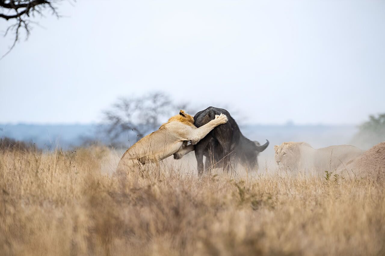 A lioness and a buffalo in a grassy field.