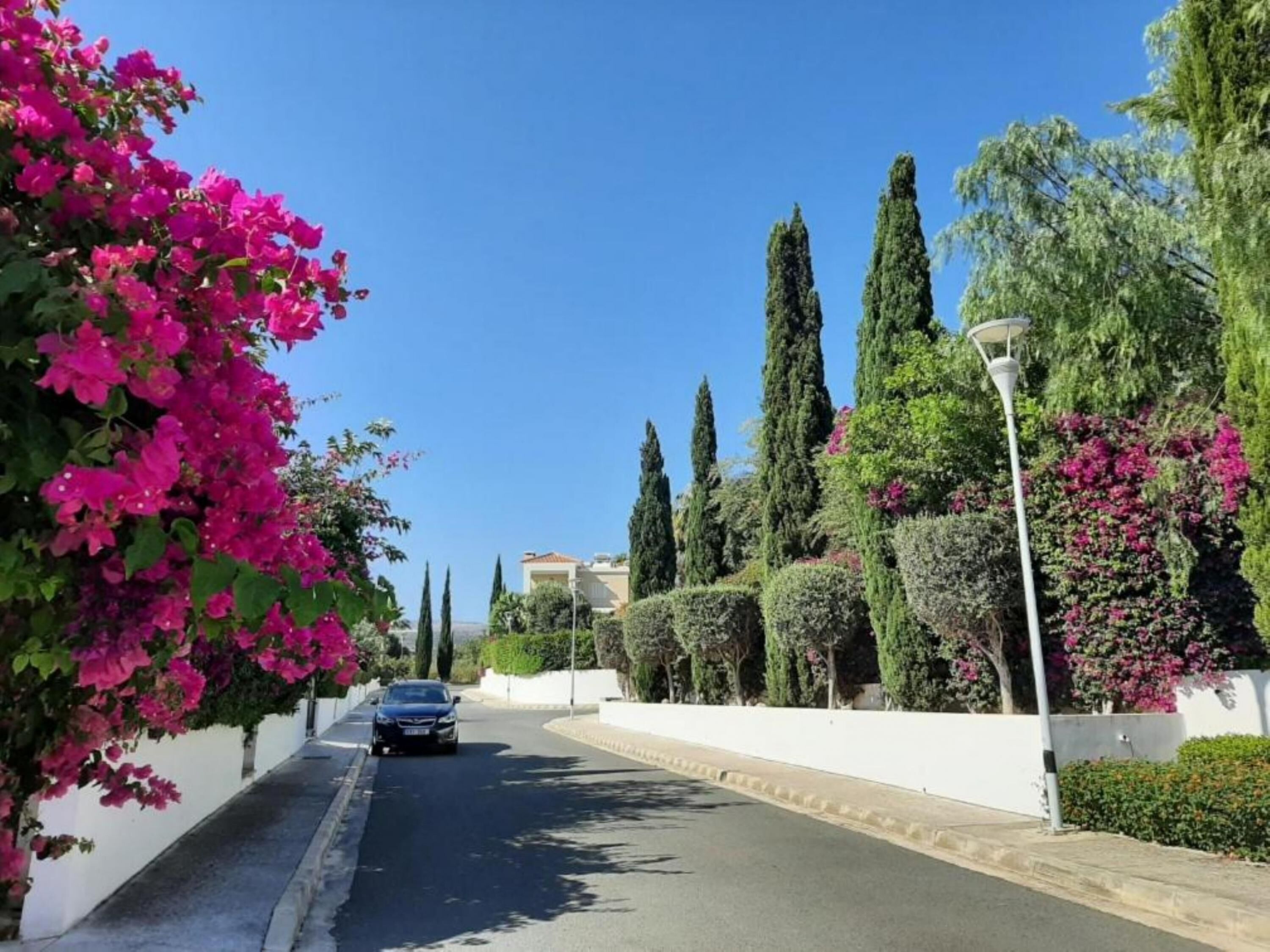 Une rue bordée de bougainvilliers et de cyprès, une voiture garée et, au fond, un bâtiment blanc.