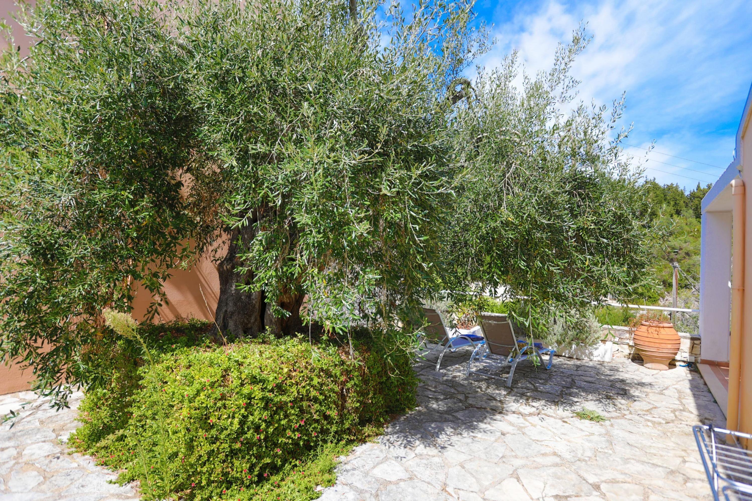 A stone-paved courtyard with a large olive tree, a bench, and a potted plant.
