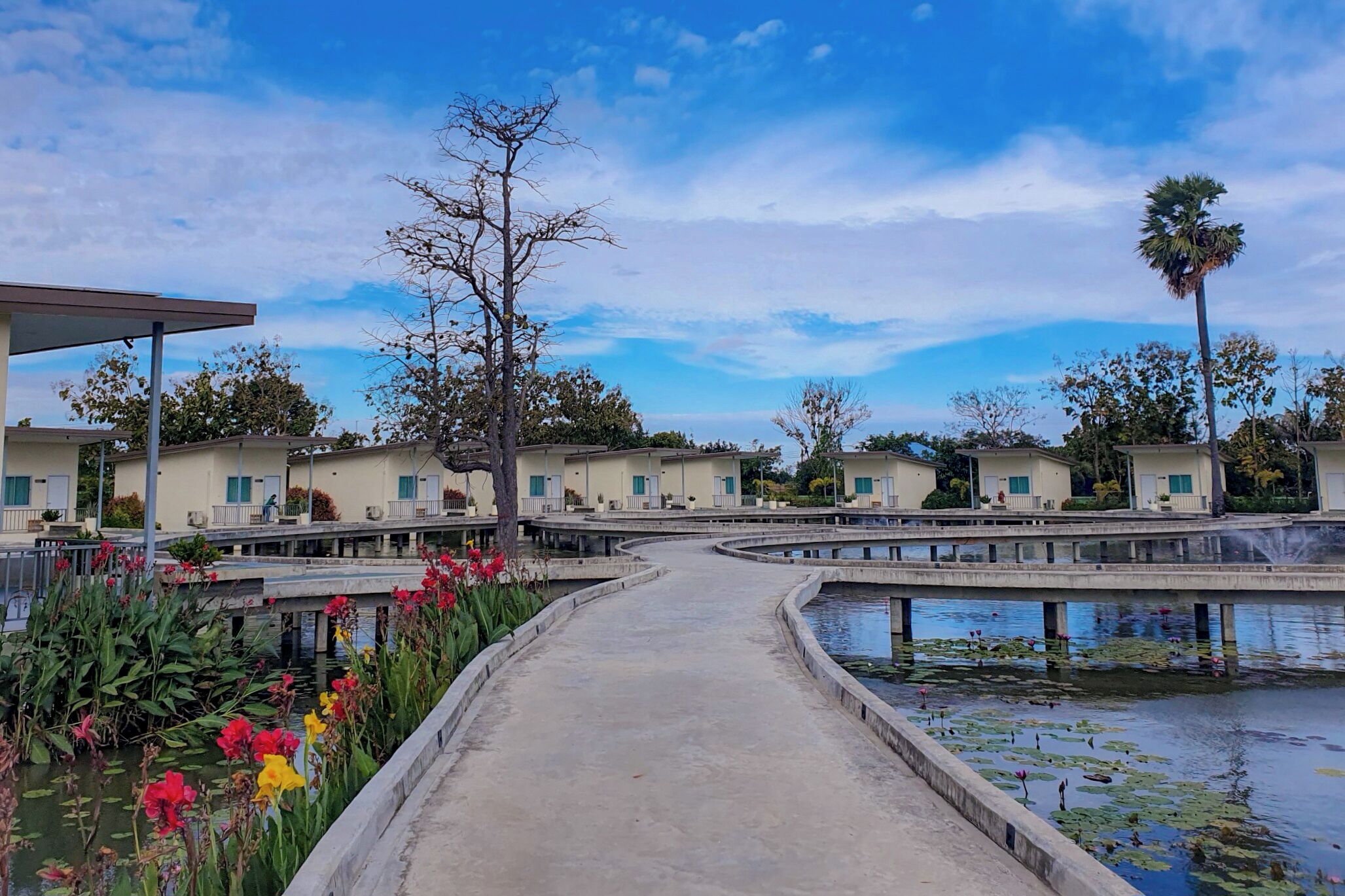 A pathway leading to a row of white buildings with balconies, surrounded by water and lotus plants.