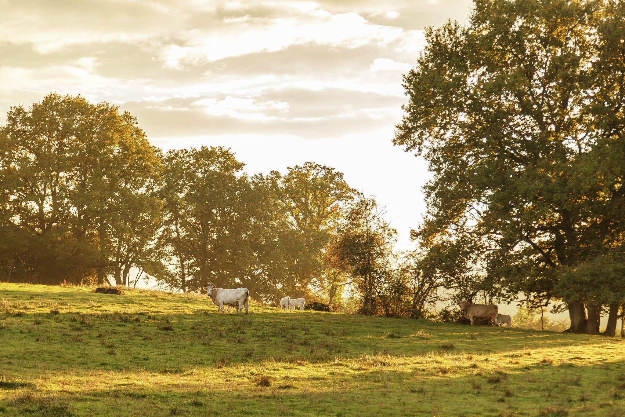 Un campo con césped, árboles y vacas.