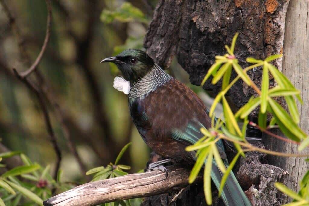 Un pájaro posado en una rama.