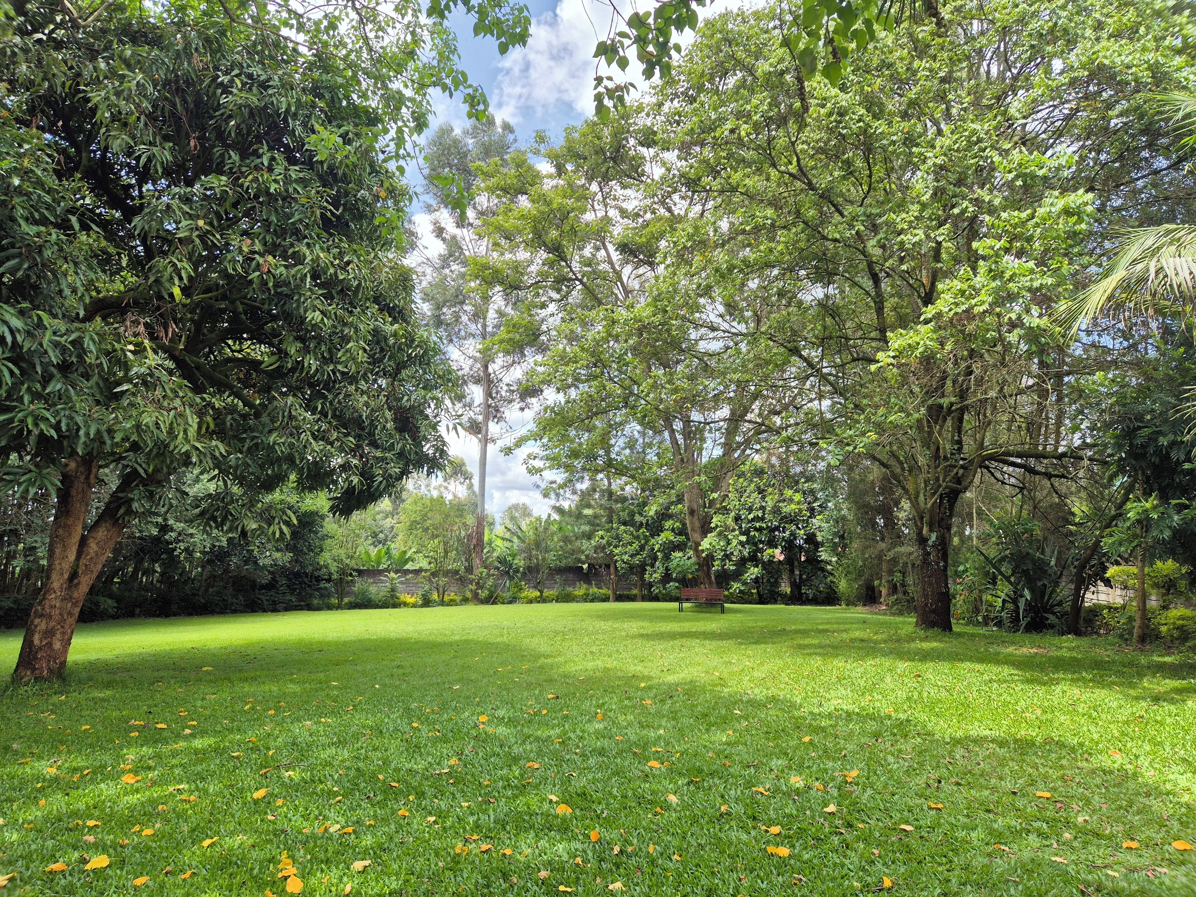 Un parque con césped, árboles y un banco.