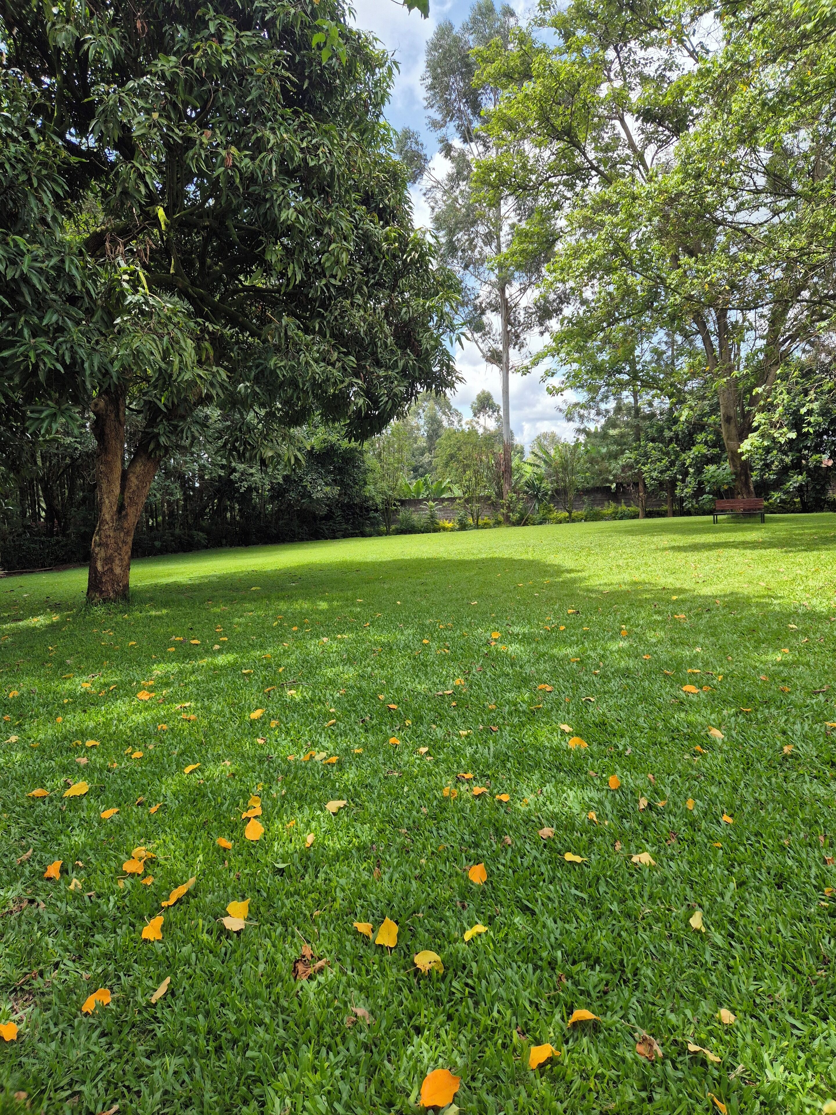 Un parque con césped, árboles y un banco.