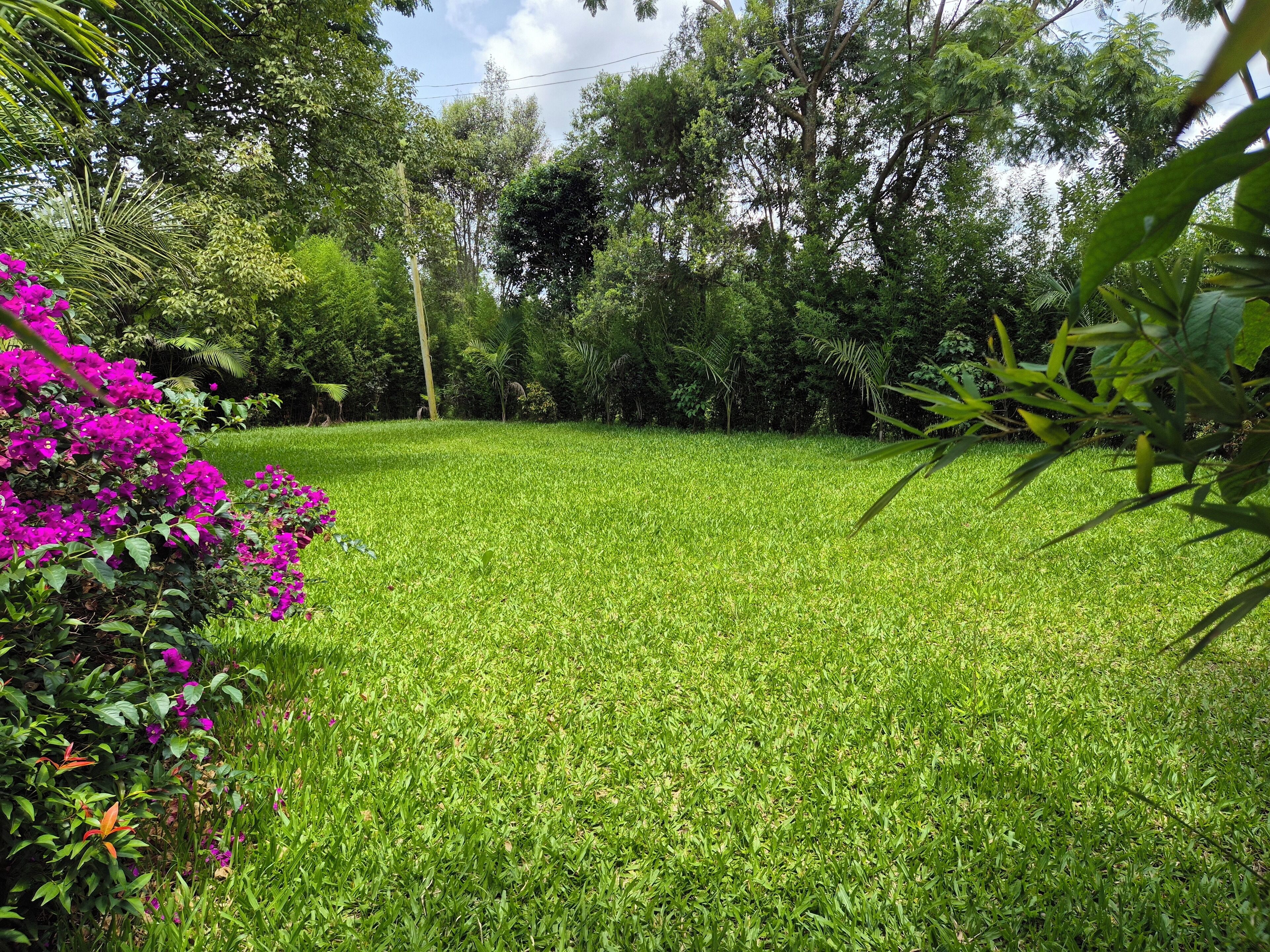 A lush green lawn with vibrant pink flowers and dense foliage in the background.