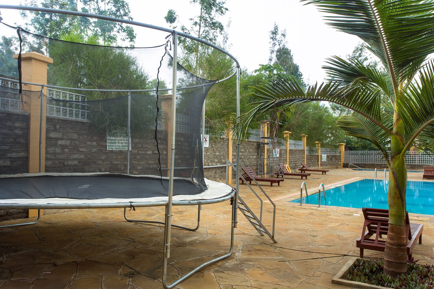 A swimming pool area with a trampoline, lounge chairs, and a palm tree.