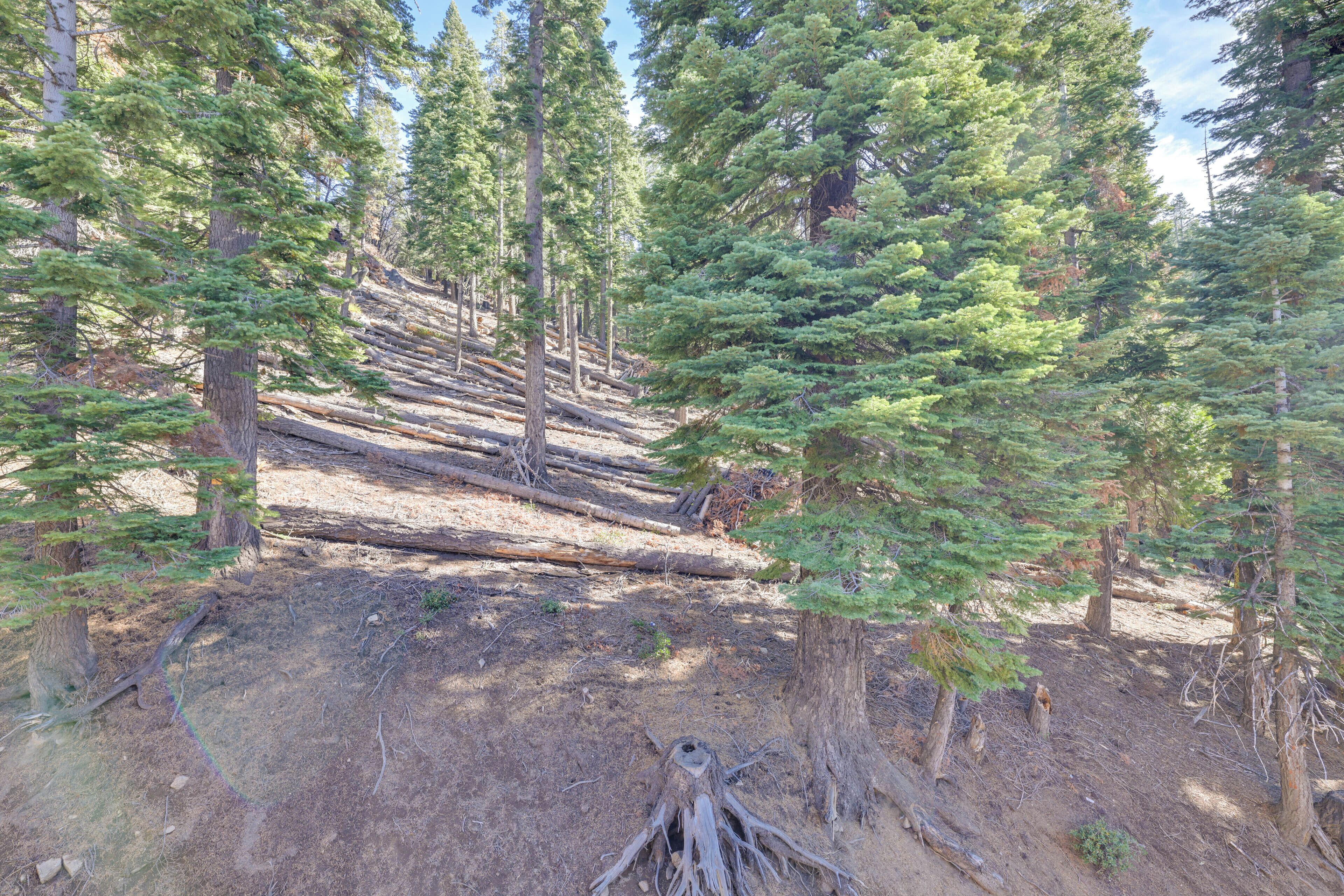 A forested area with a fallen tree and a visible tree stump.