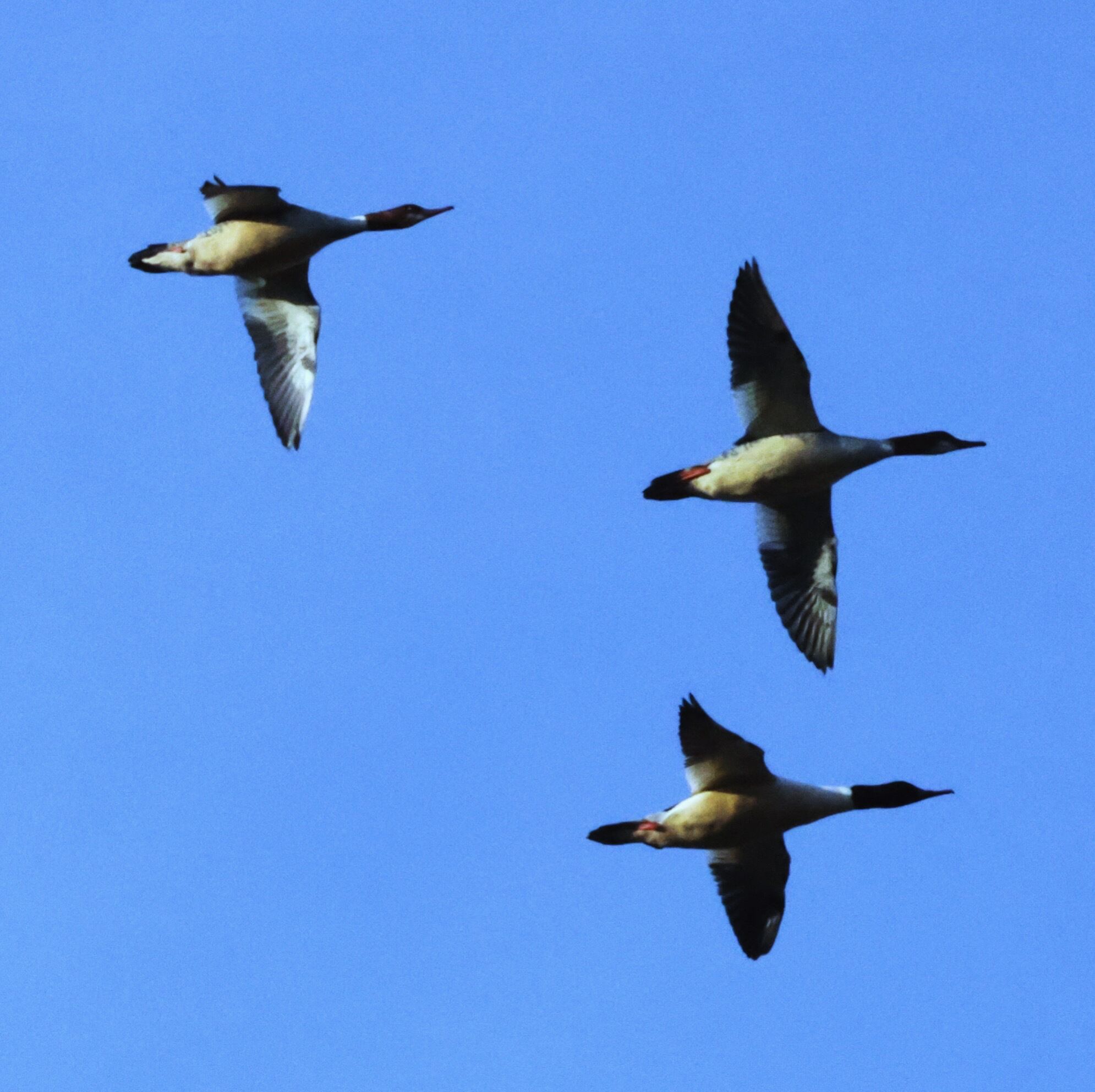 Tres aves volando sobre un cielo azul despejado.