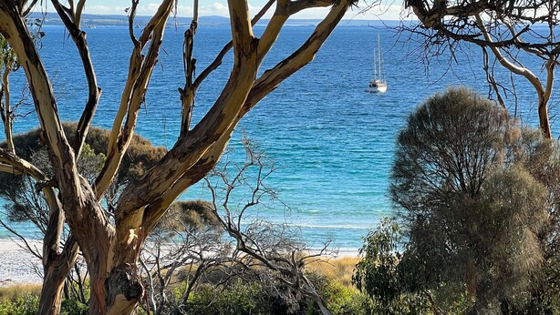 A coastal landscape with a clear view of the sea, a boat, and surrounding trees. - PIPI SHACK Iconic waterfront shack at Binalong Bay Beach, Bay of Fires (Binalong Bay)