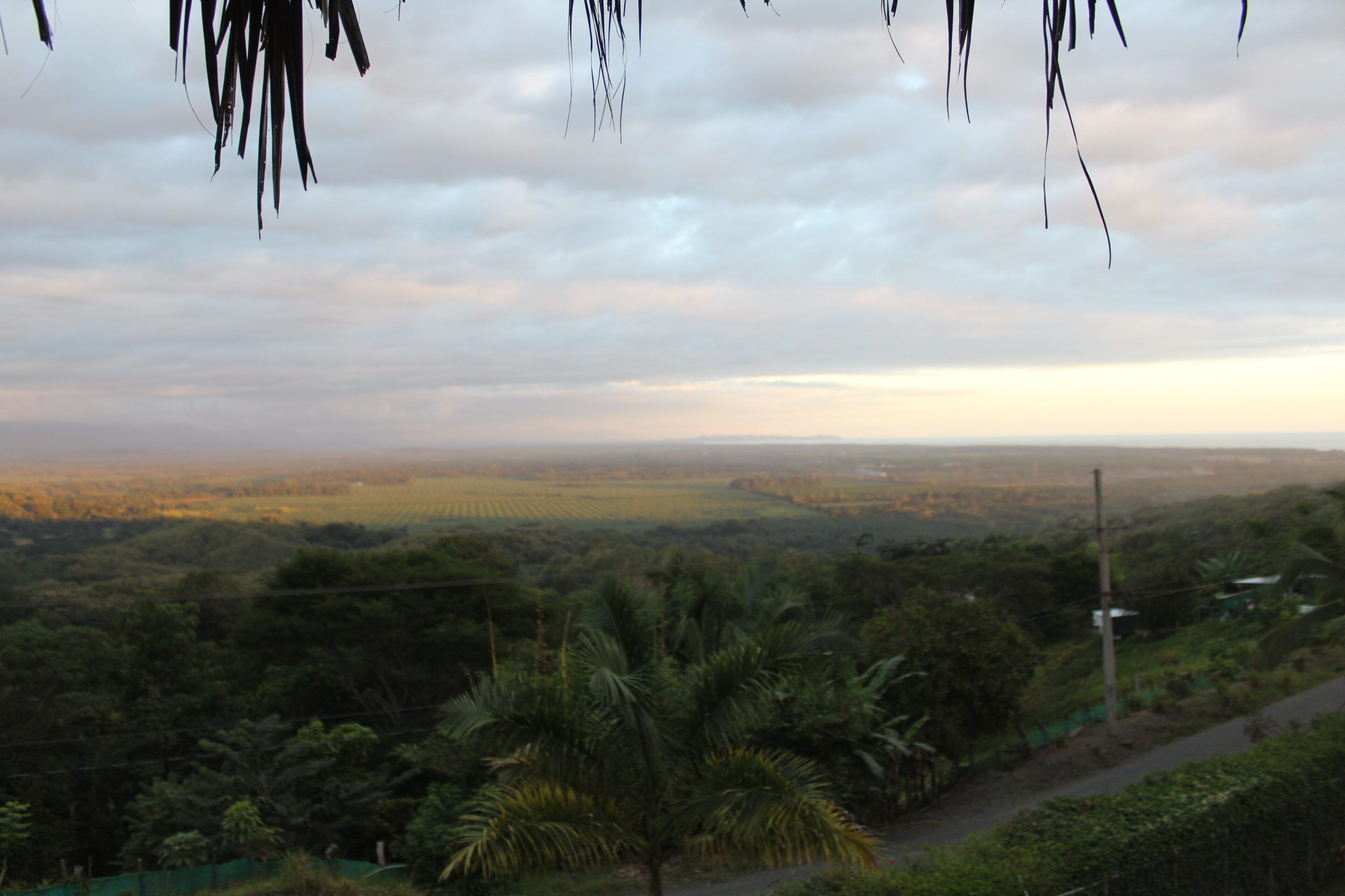 A panoramic view of a lush landscape with dense vegetation and a distant horizon.
