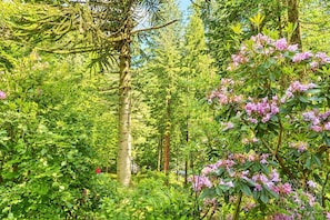 A dense forest with a variety of trees and shrubs, including a prominent tree with a smooth trunk and a bush with pink flowers.