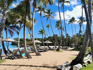 Ein Strand mit Reihen von Liegestühlen und Sonnenschirmen, Palmen und einem wolkenlosen, blauen Himmel.