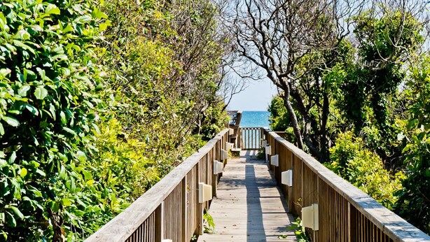 En träpromenad som leder till en strand, omgiven av tät vegetation.