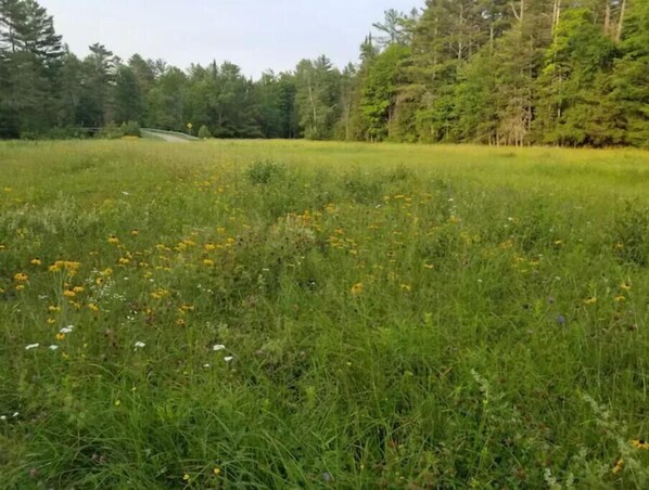 A grassy field with scattered yellow flowers and dense trees in the background.