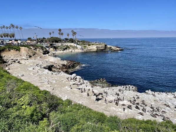 Sun-loungers, beach towels - Ocean View, Light & Bright 2BR/1BA, Walkable to La Jolla Village & Beaches! (La Jolla)