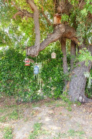 Surrounded by lush foliage, this tree offers a serene outdoor setting with bird feeders hanging from its branches.