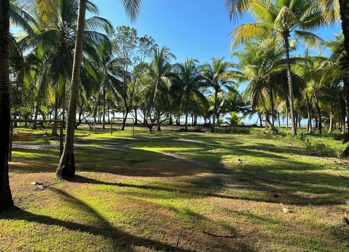 A tropical landscape with palm trees and a grassy area.