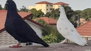 Zwei Tauben auf einem Dach, im Hintergrund sind Gebäude zu sehen.