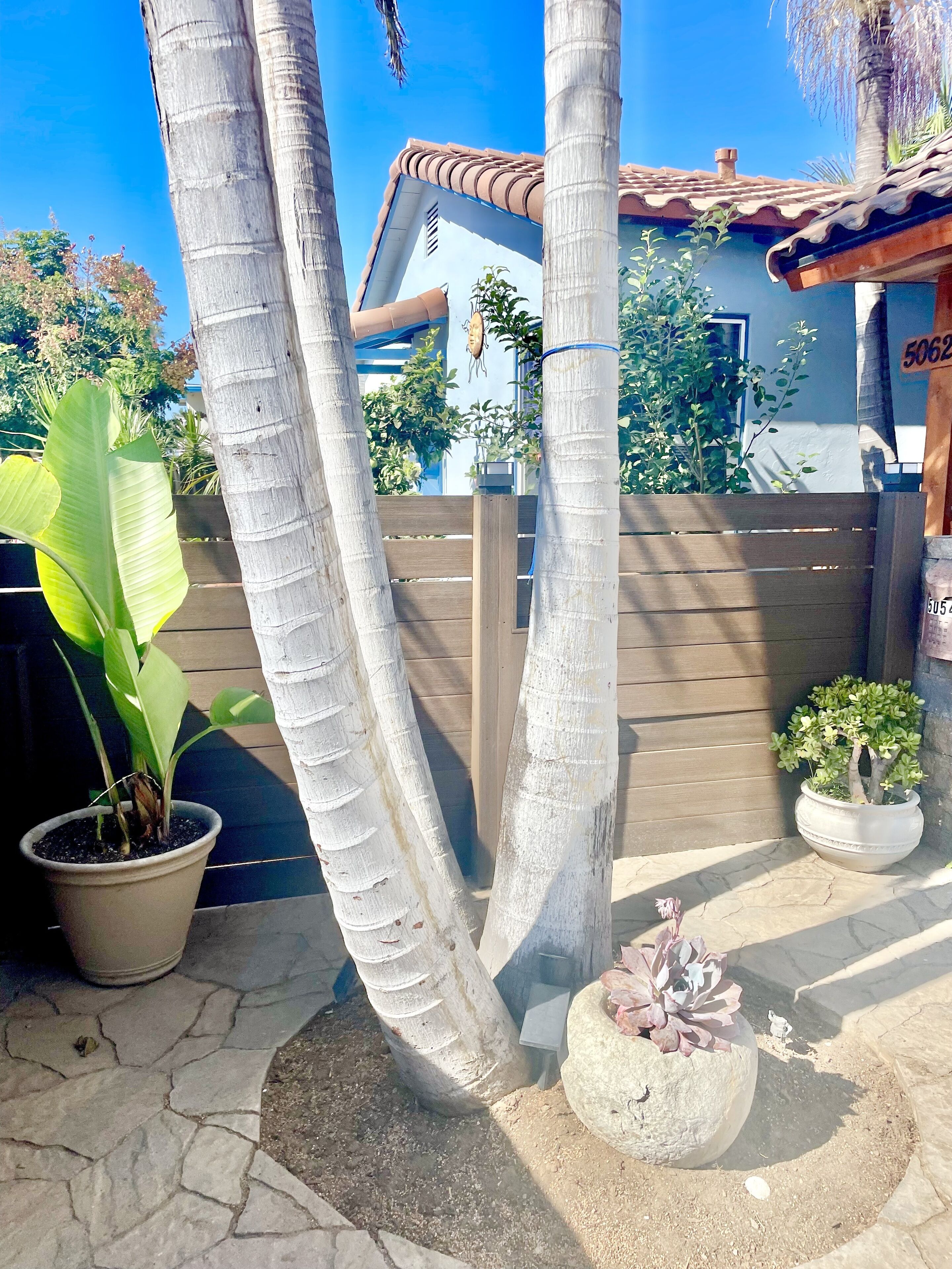 Un jardin avec des palmiers, une plante en pot et un chemin de pierres.